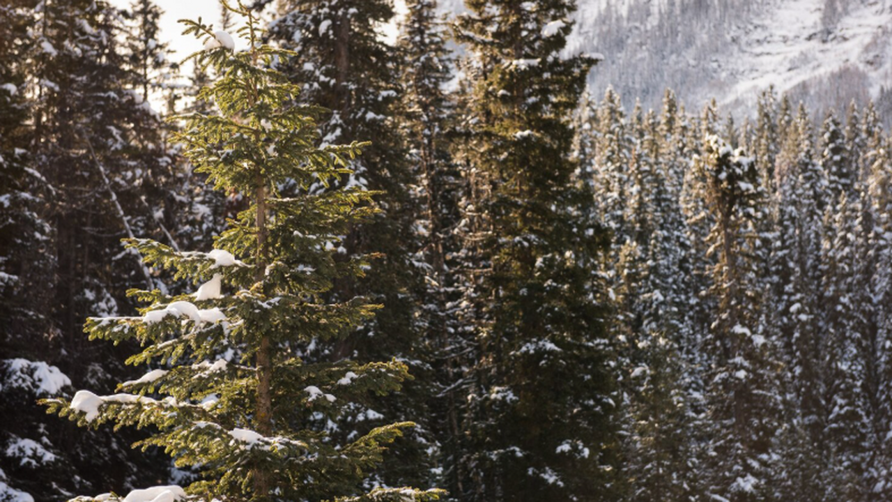 Спасатели снова прочёсывают урочище Буратинка в поисках семьи Усольцевых По заявке полиции спасатели выехали в горно‑таё...