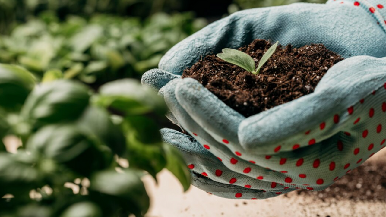 Советские практики садоводства: эти простые методы принесли урожай вообще без химии Нестабильная погода, рост цен на удобрения и вс...