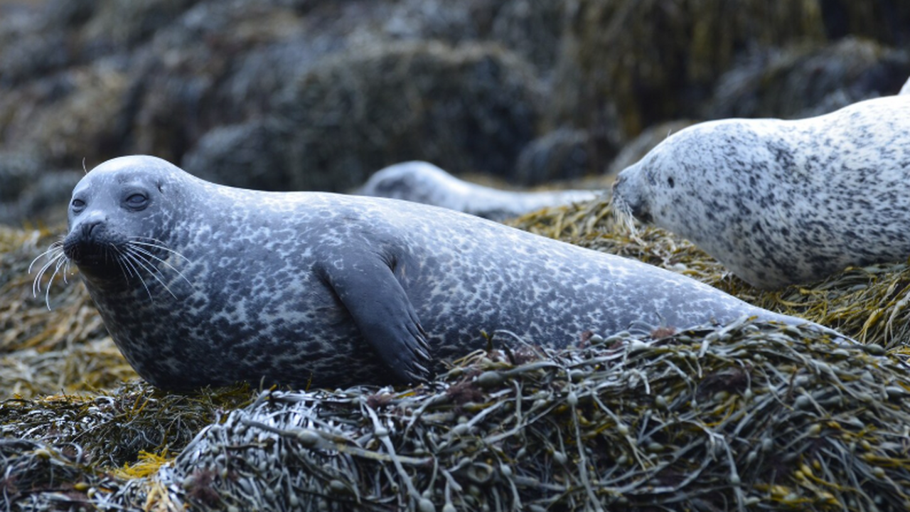 Алина Стом объяснила, что вмешательство туристо...
