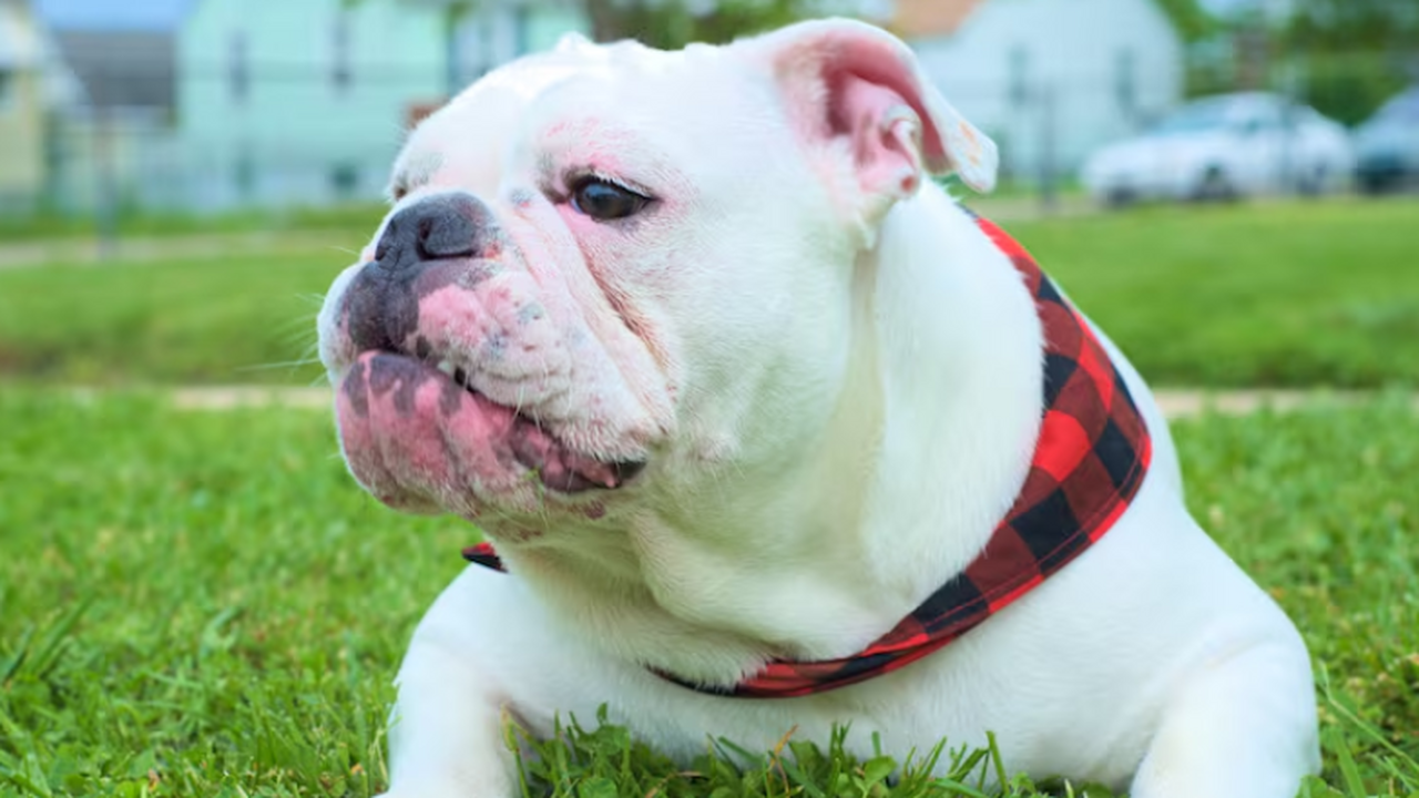 Учёные выяснили, что многие породы собак с плос...