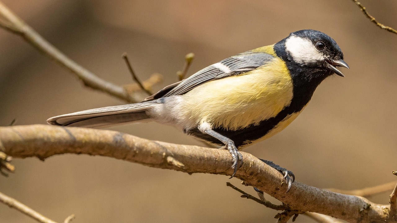 Учёные объяснили странную привычку птиц приносить окурки в гнёзда Вещества из табака помогают отпугивать паразито...