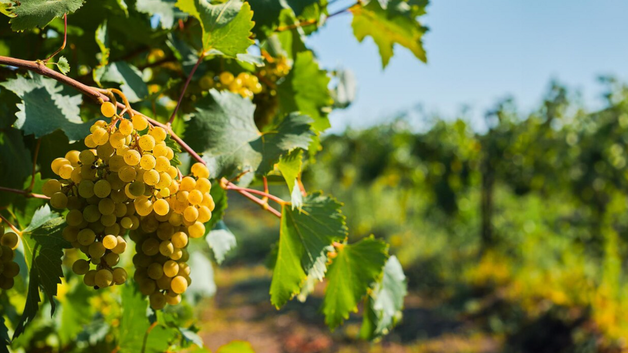 БелГУ создает карту Крыма, позволяющую винодела...