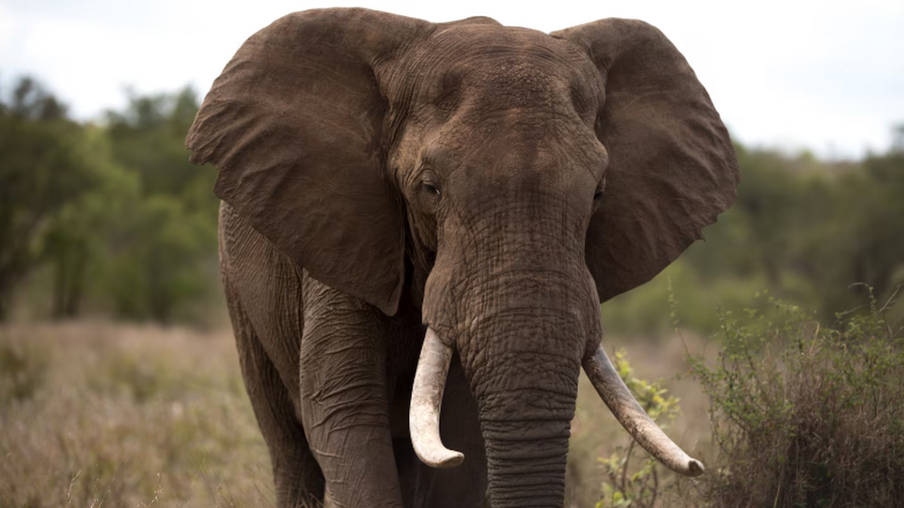 Германские ученые выяснили, как рацион и миграц...