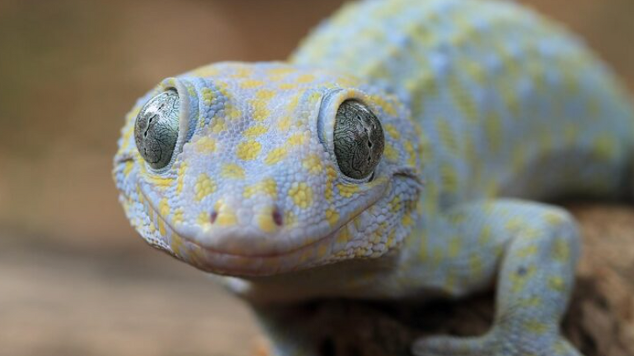 Учёные МГУ и НИИ Морфологии человека показали, ...