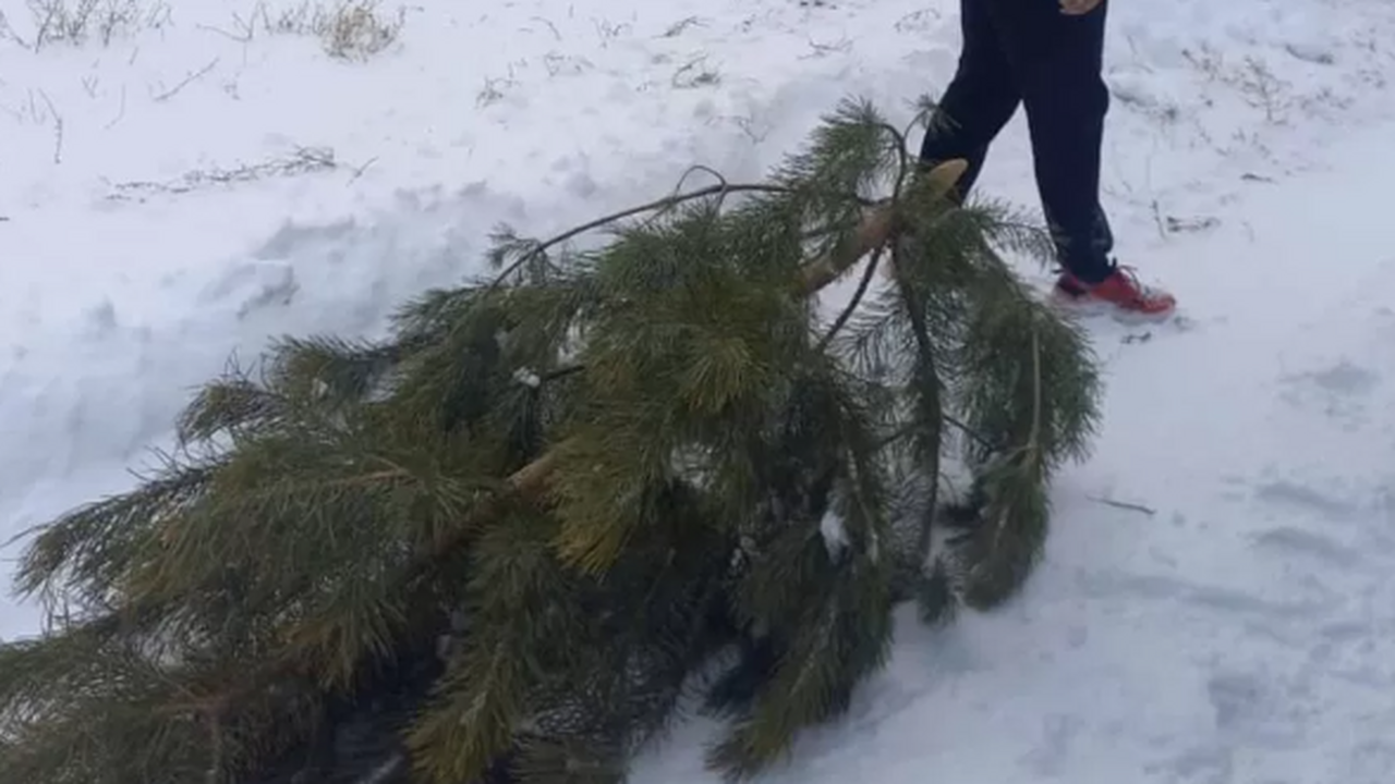 За срубленную в лесу елку жителю Самарской обла...