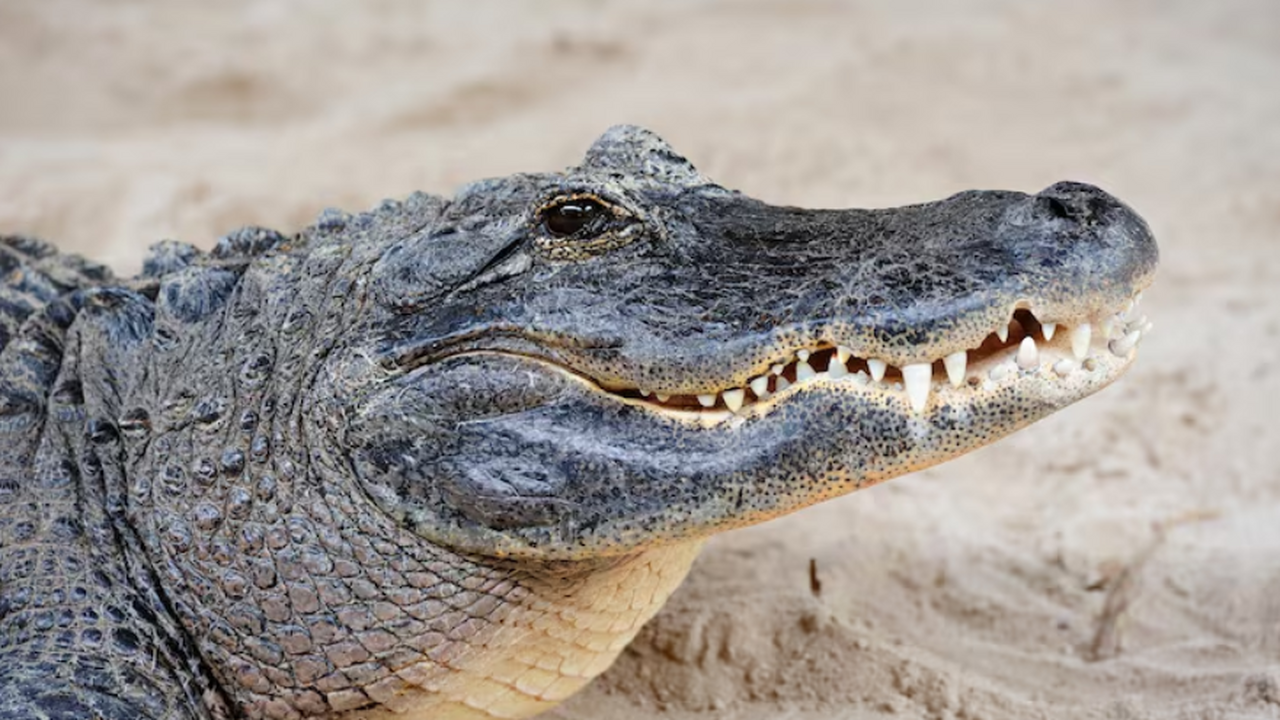 Генетическое исследование показало, что морские...