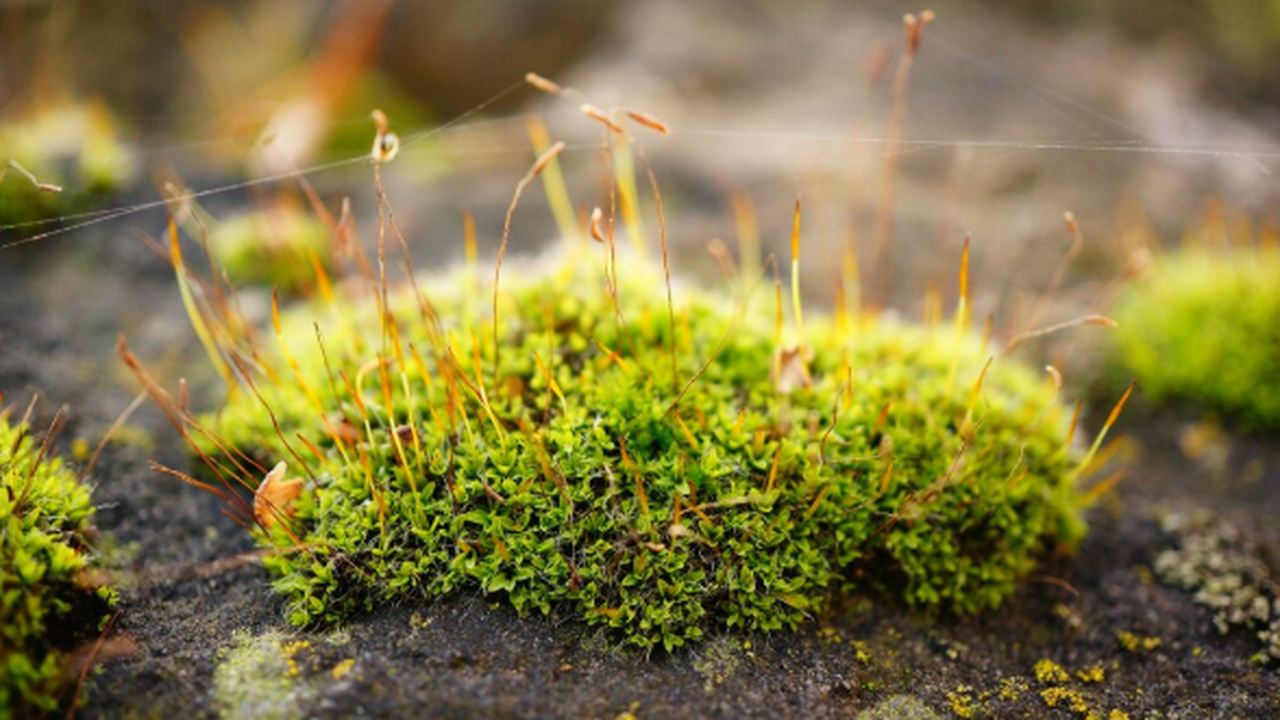 Дело о махинациях с могилами на кладбище Берр-О...