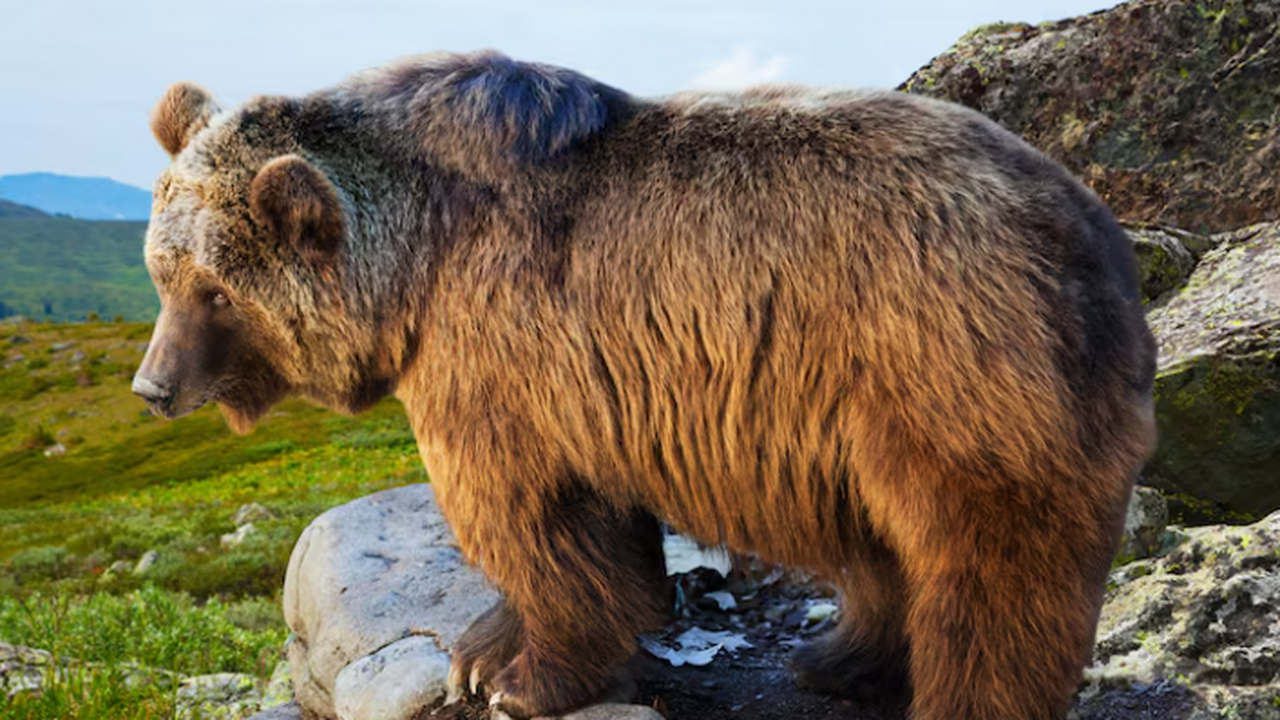 Найден уракан Борисяка: гигантский медведь весом 700 кг жил 5–6 млн лет назад Сообщили об описании нового вида вымерших гиган...