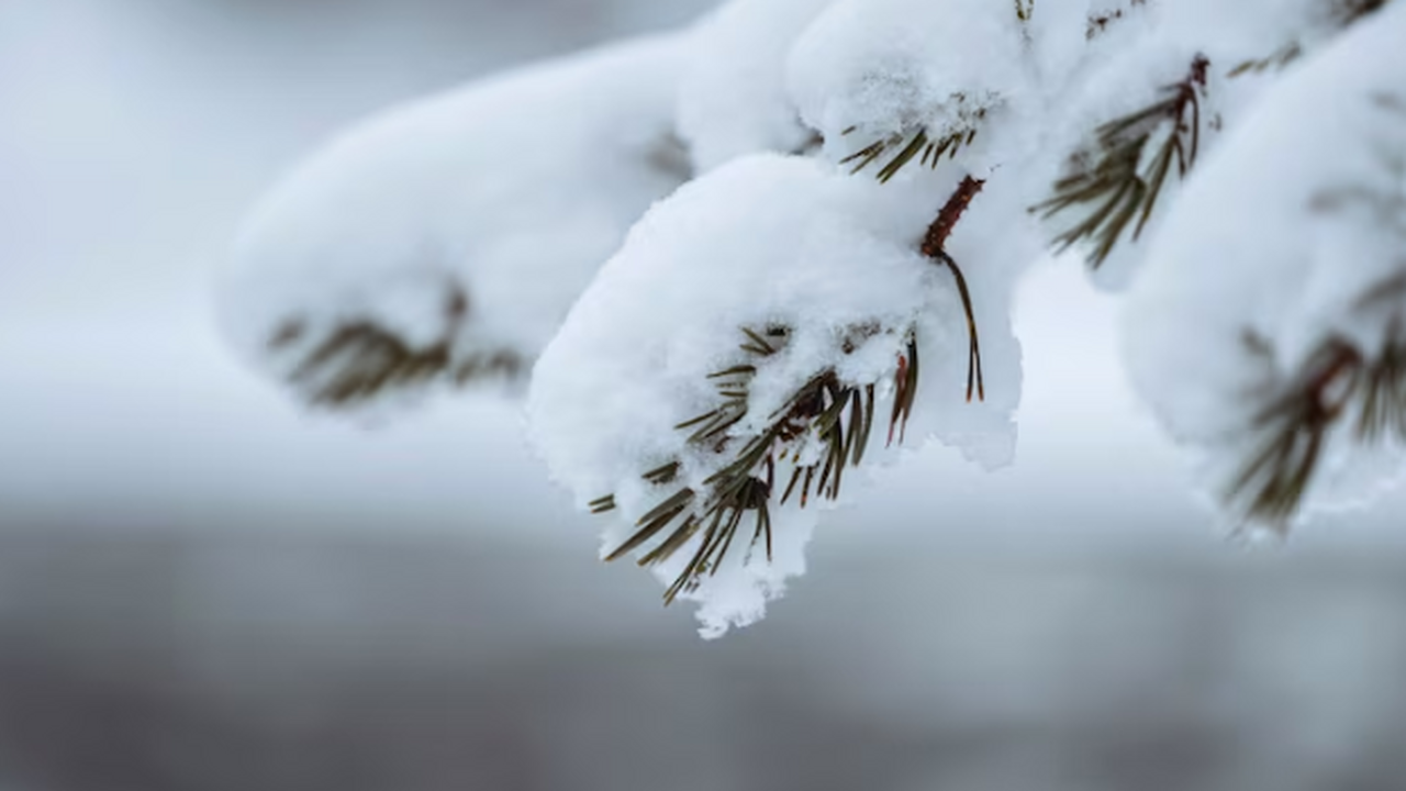Снега не будет: синоптик Вильфанд изменил прогноз — такой зимы никто не ждал Снегопокрова в Центральной России на этой и сле...