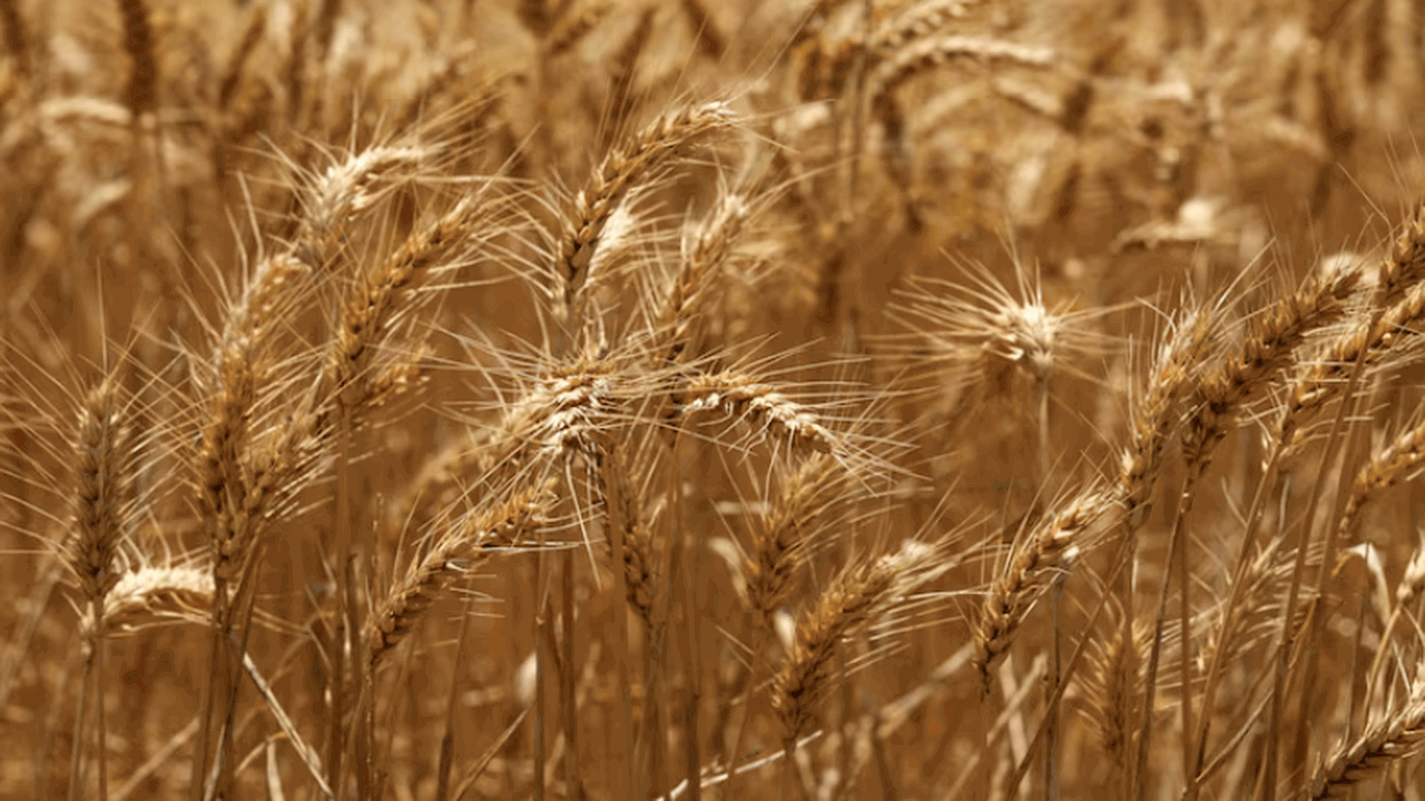 В Грузии на неолитических стоянках найдены древ...