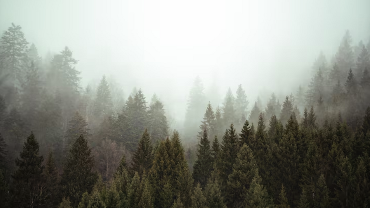 В Минприроды Самарской области дали комментарий по поводу слухов о вырубке дубов Министерство природных ресурсов Российской Феде...