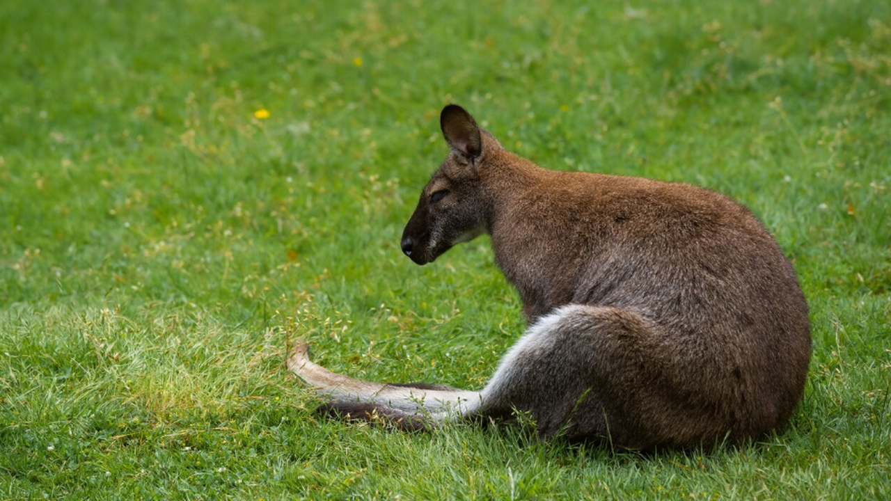 В Новой Гвинее нашли два сумчатых вида, считавш...