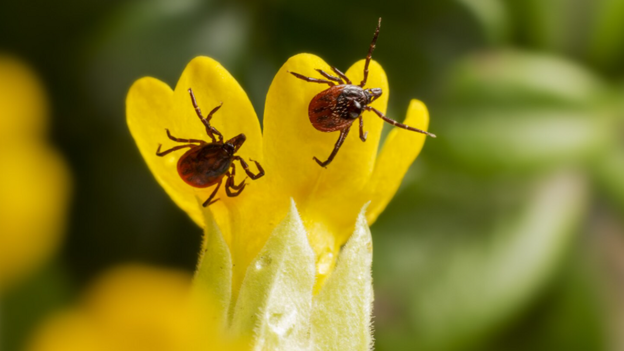 Биолог Дмитрий Сафонов сообщил, что 2026 год пр...