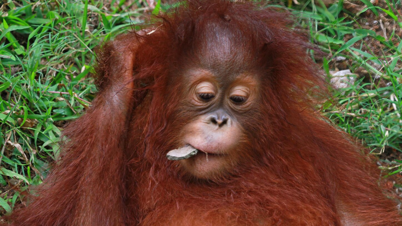 Самая редкая в мире обезьяна на Суматре может исчезнуть из-за золота Самая редкая в мире обезьяна — орангутан Тапану...