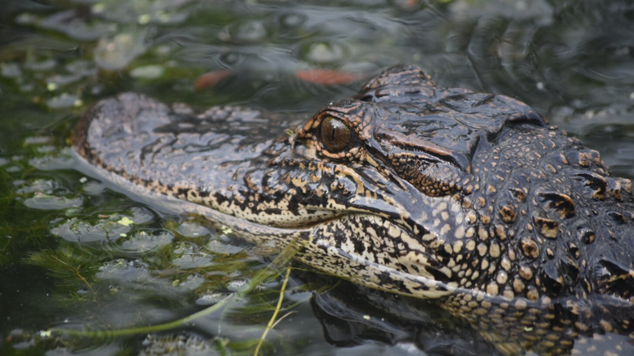 Зубы размером с банан: в США показали гигантского убийцу динозавров В американском штате Джорджия в музее Tellus Sc...
