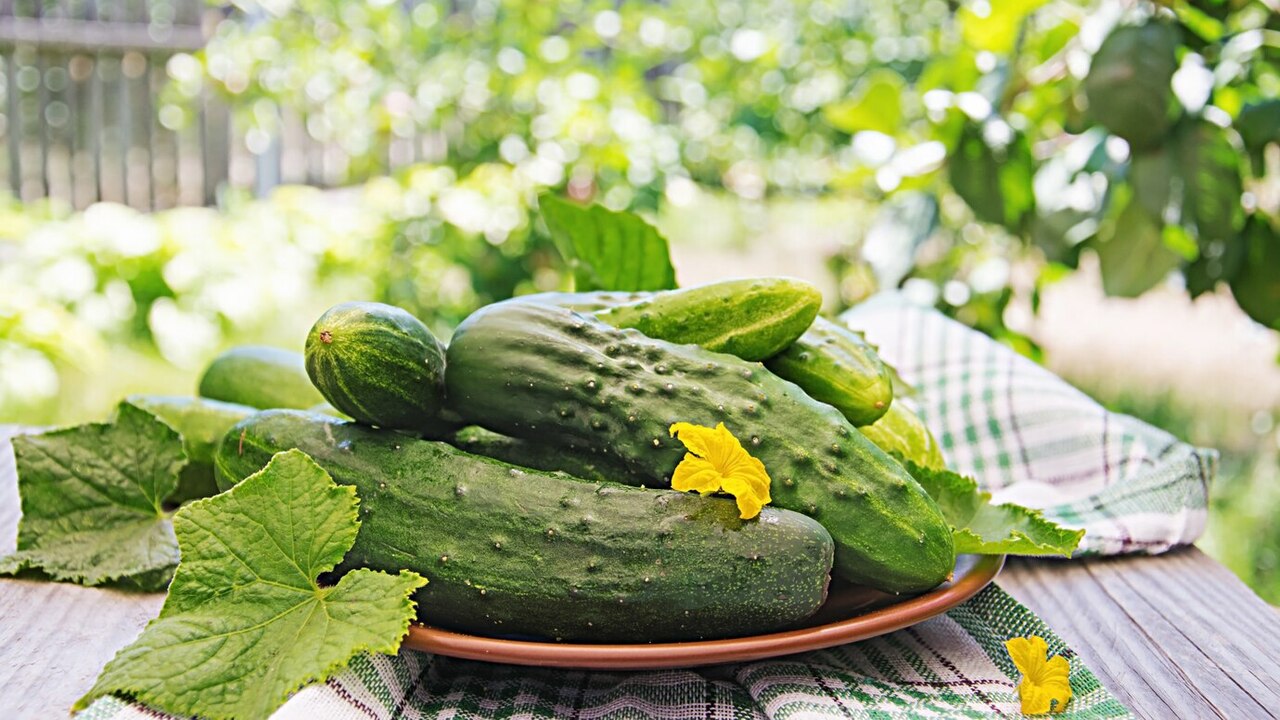 Вкуснейший рецепт засолки хрустящих огурцов: просто и быстро - подробно по этапам для хозяек Данный рецепт позволит вам создать хрустящие ог...