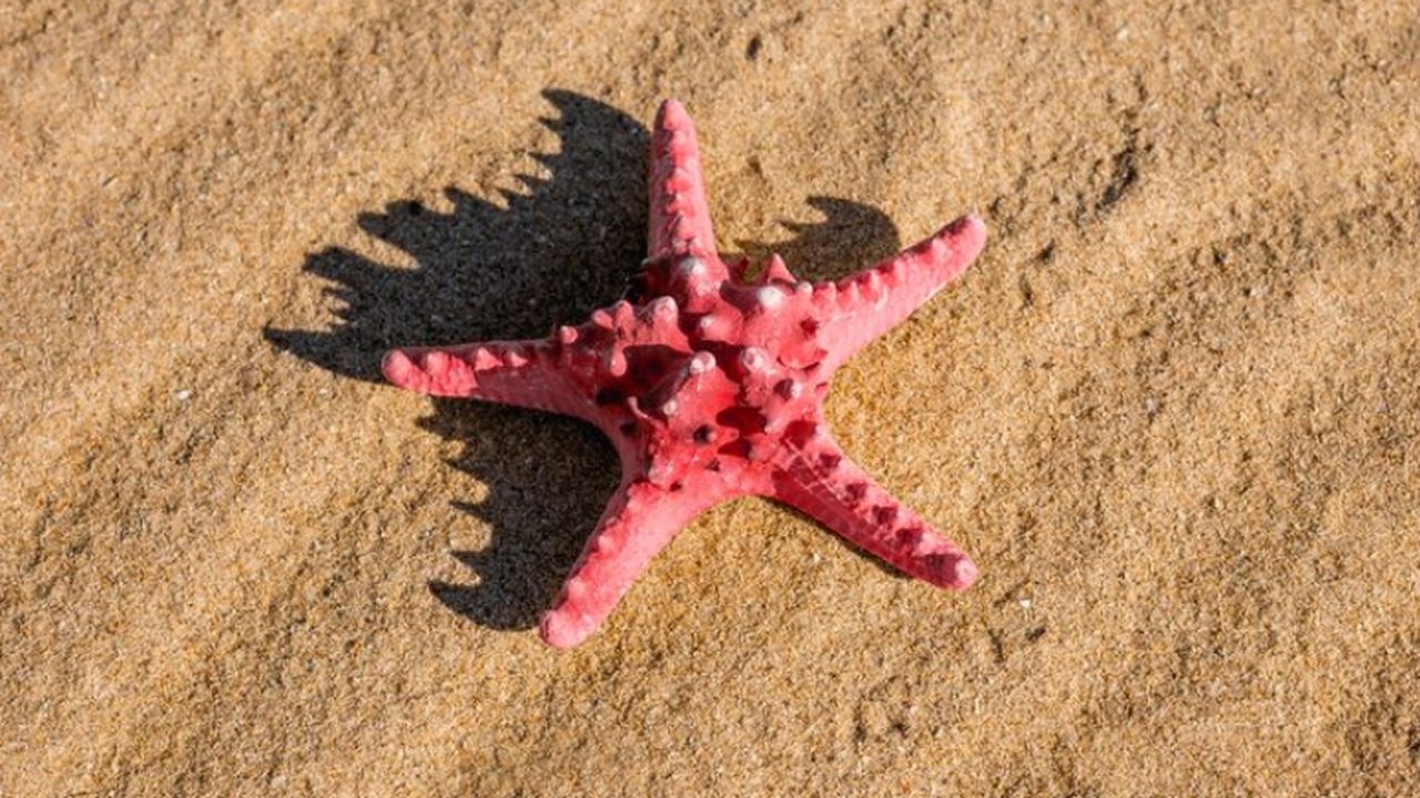 Приморские ученые из ТИБОХ ДВО РАН выделили два...