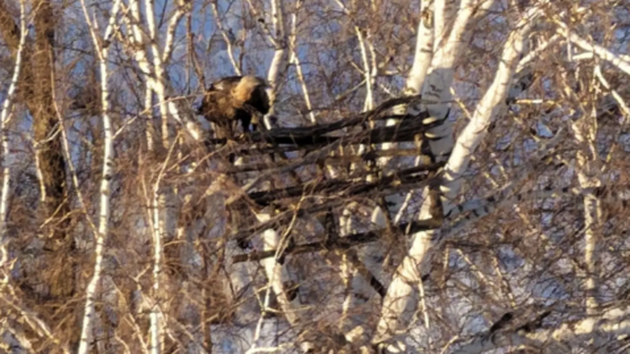Птица находилась на гнездовой платформе, устано...