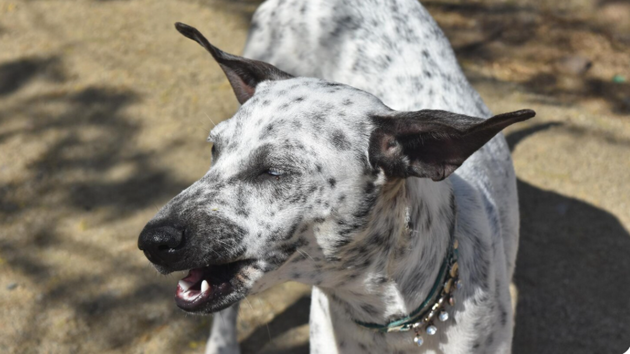 Кинолог Владимир Голубев рассказал RT о действи...