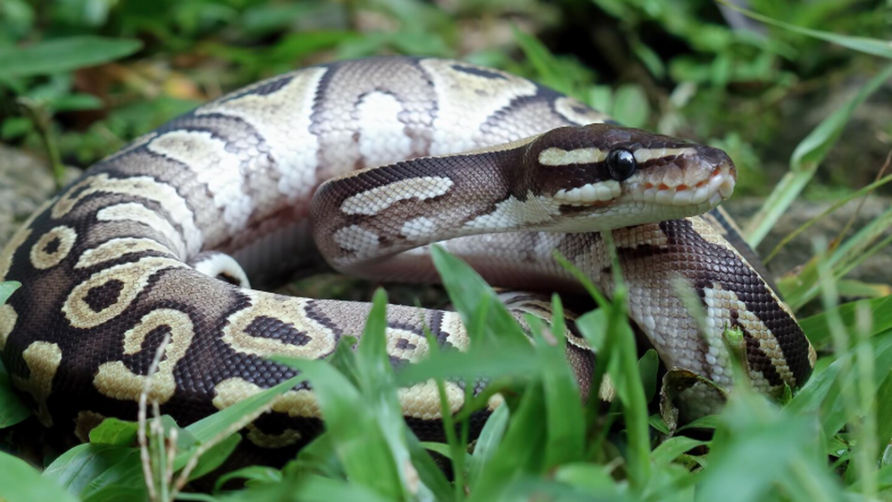 Учёные нашли на Тайване позвонок гигантского пи...