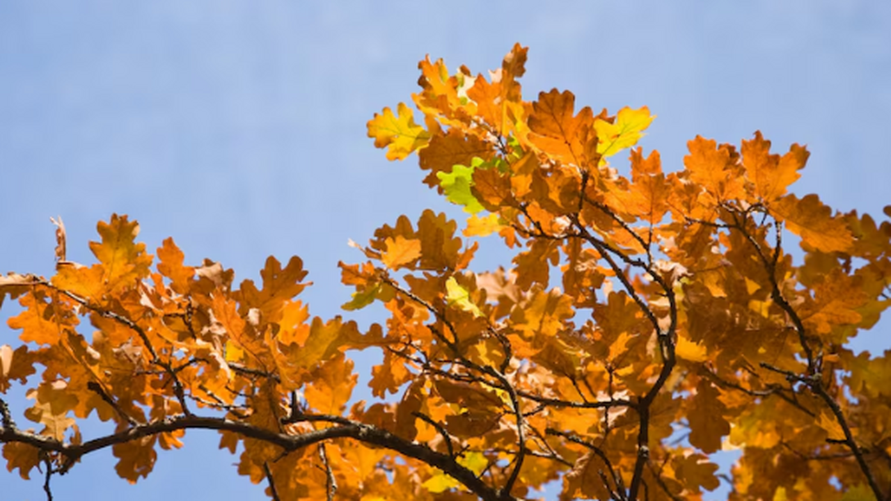 Штраф до 700 тысяч: россиян обяжут бороться с американским клёном С 1 марта клён под запретом: за дерево на участ...