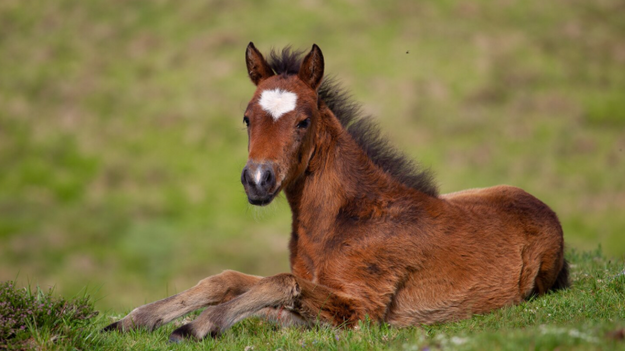 Первый в России жеребенок, полученный методом Э...