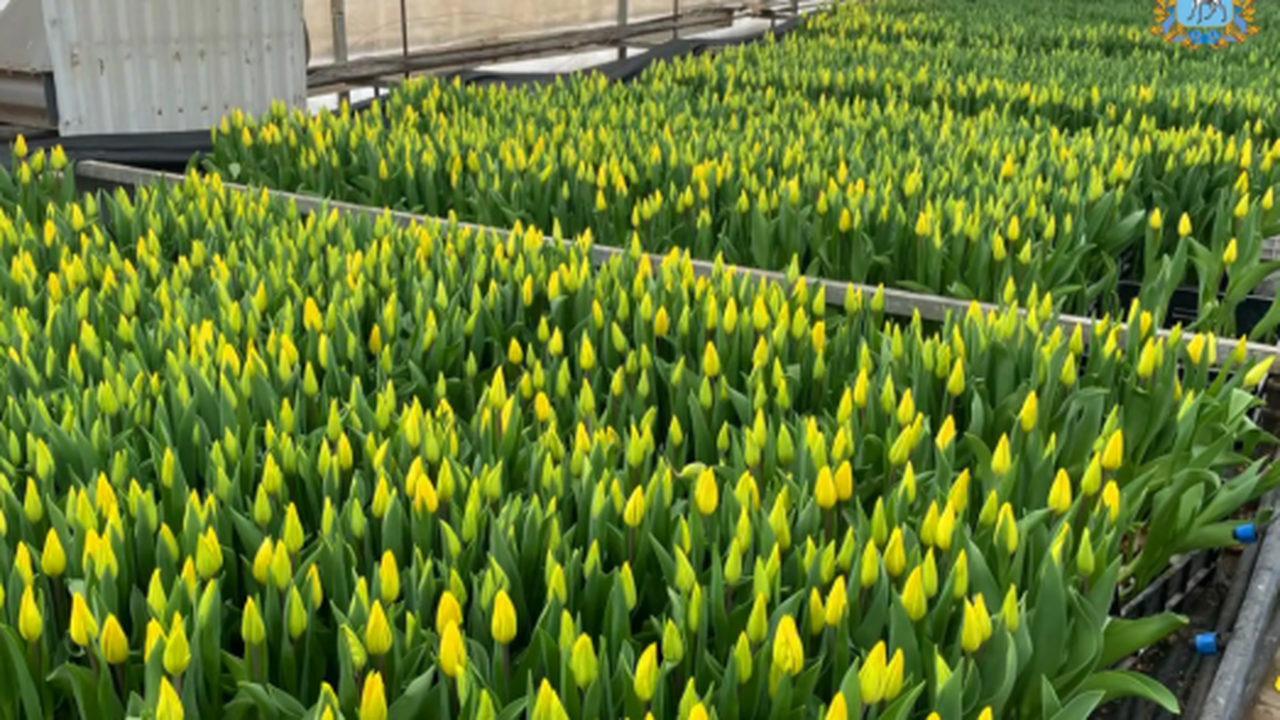 В Безенчукском районе работает питомник "Зелена...