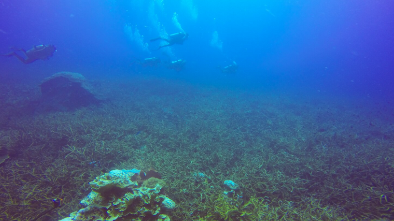 Учёные описали 24 новых вида глубоководных орга...