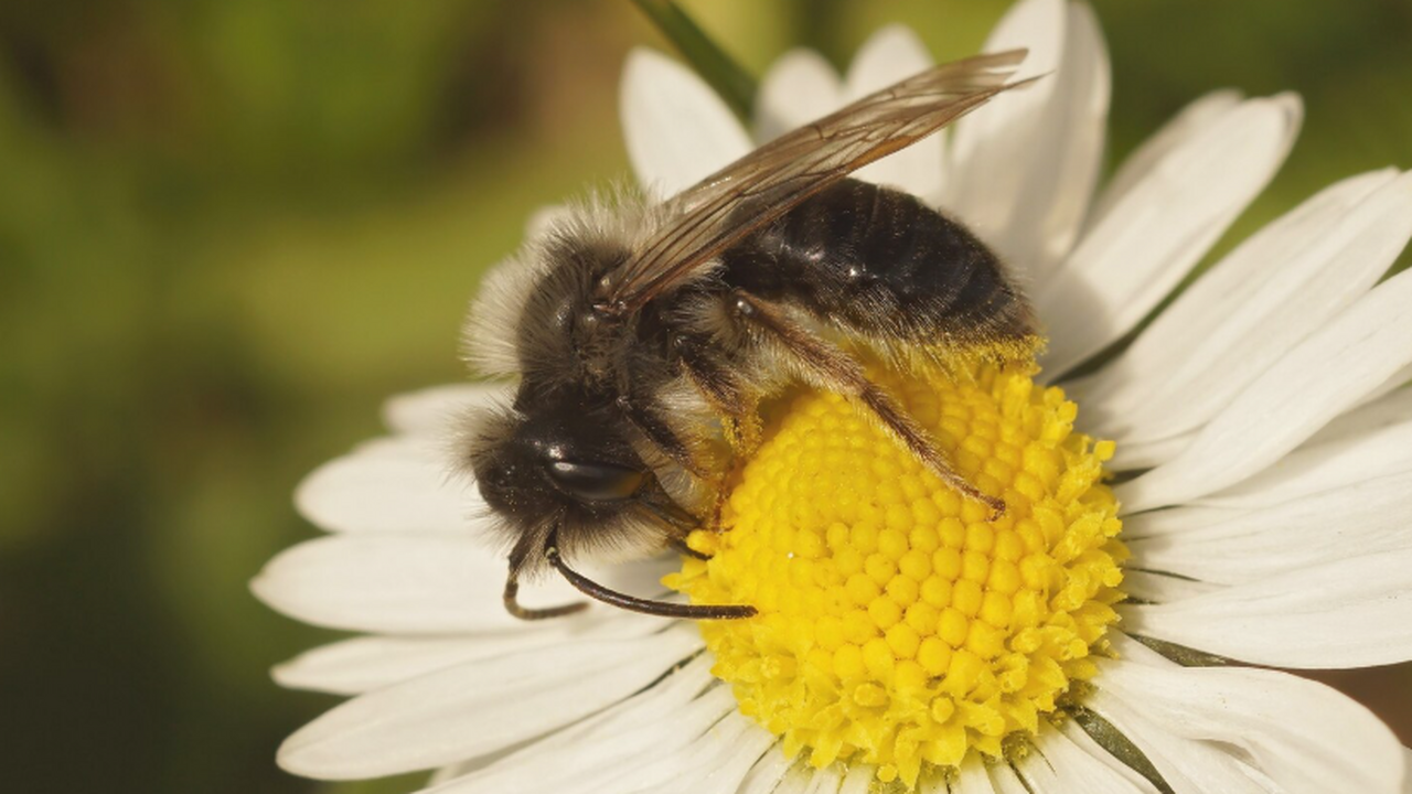 Математические навыки пчёл заставляют учёных за...