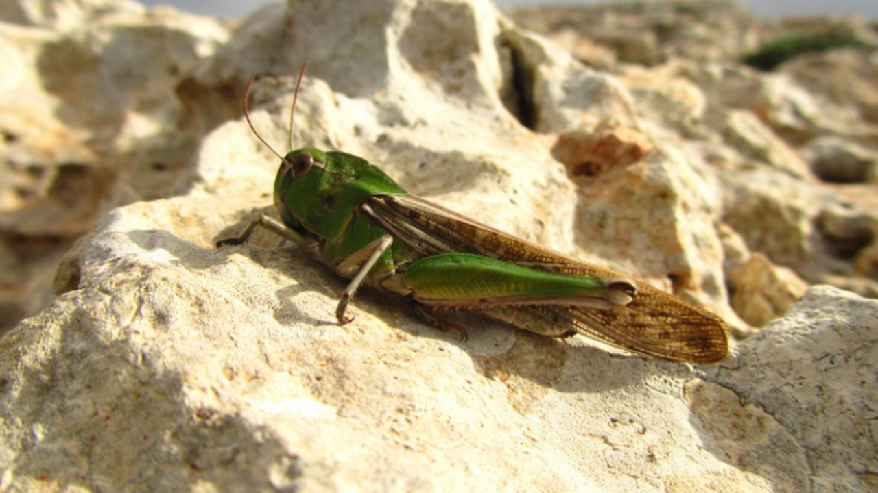 Ученые выявили семь новых видов цикадок в тропической Африке В Уганде ученые открыли семь новых видов цикадо...