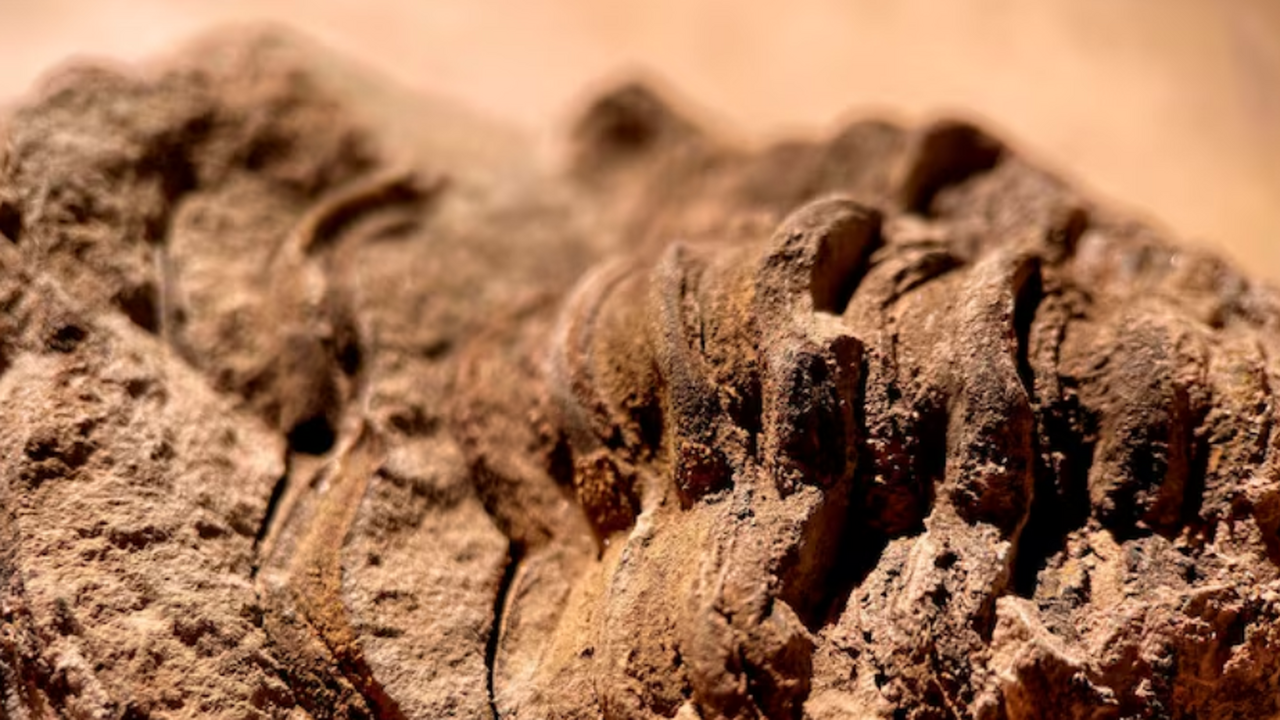 Исследование Nature подтвердило, что щенки из П...