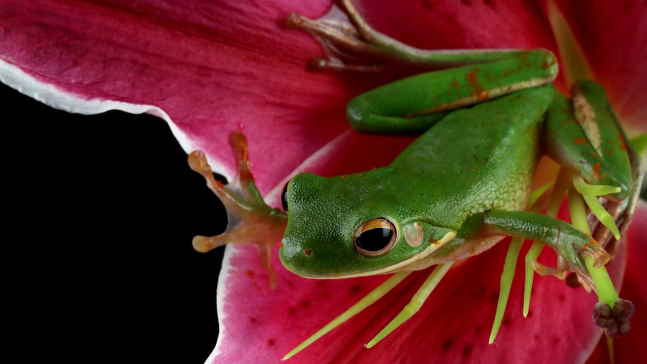 В Андах Эквадора открыт новый вид лягушек Prist...