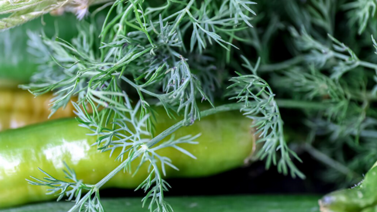 Как вырастить пышный укроп на подоконнике зимой...