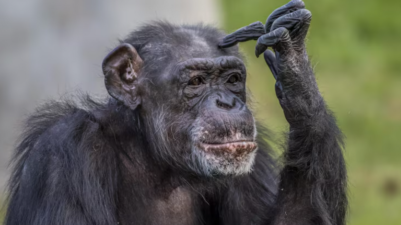 Анализ мочи диких шимпанзе из парка Кибале выяв...