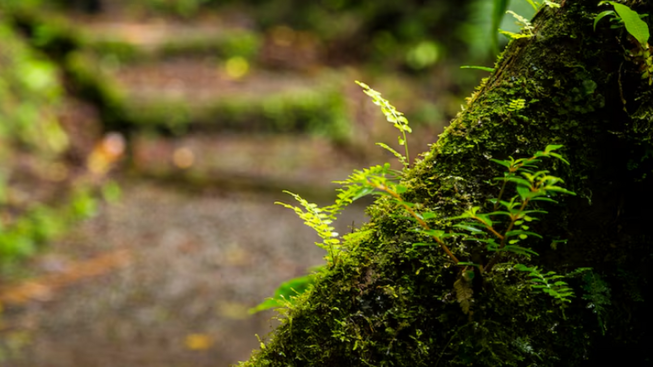 Учёные описали Tyrannoroter heberti — 307-милли...