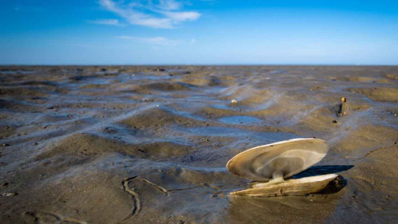 В Хургаде туристы стали свидетелями редкого при...