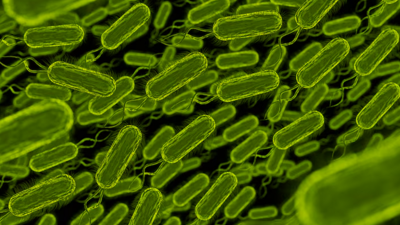 Исследование показало, что низкобелковая диета ...