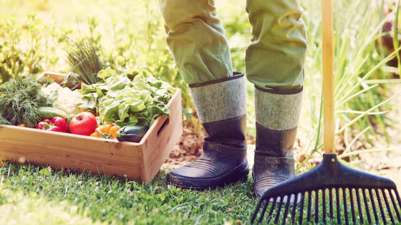 Психиатр объяснил, помогает ли огород справиться с депрессией Психиатр Сергей Литков рассказал, как работа на...