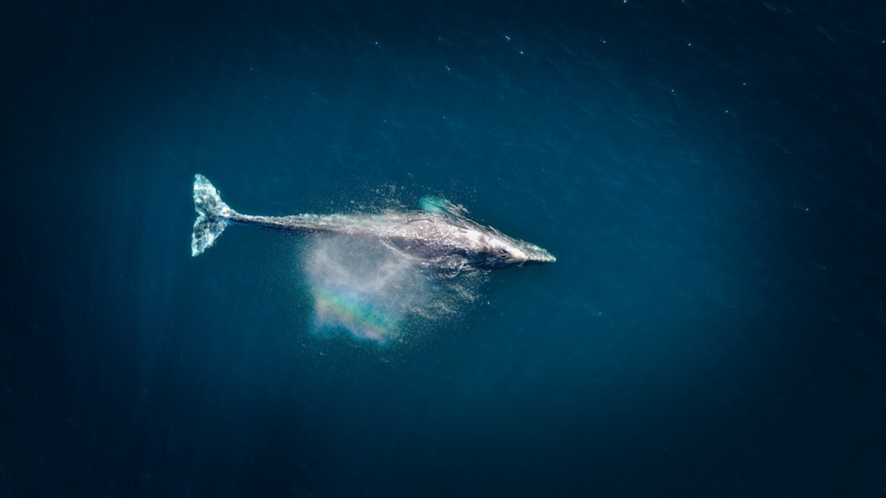 Учёные зафиксировали снижение числа новорождённ...