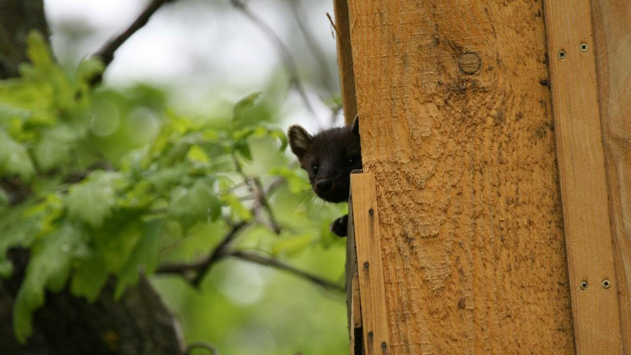 Лесная куница решила занять пустующее искусстве...