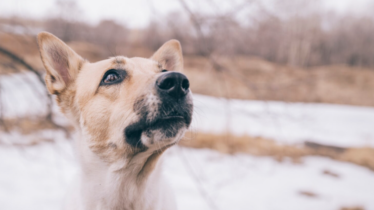 Курьер пиццерии в Челябинске лишился работы за ...