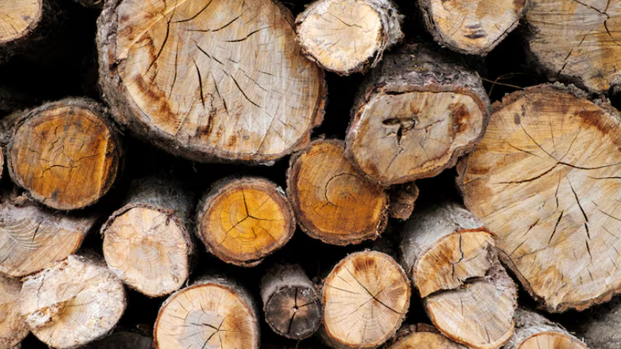 В древесине нашли следы солнечно-протонного шторма 800-летней давности Учёные обнаружили в древесине следы солнечно-пр...