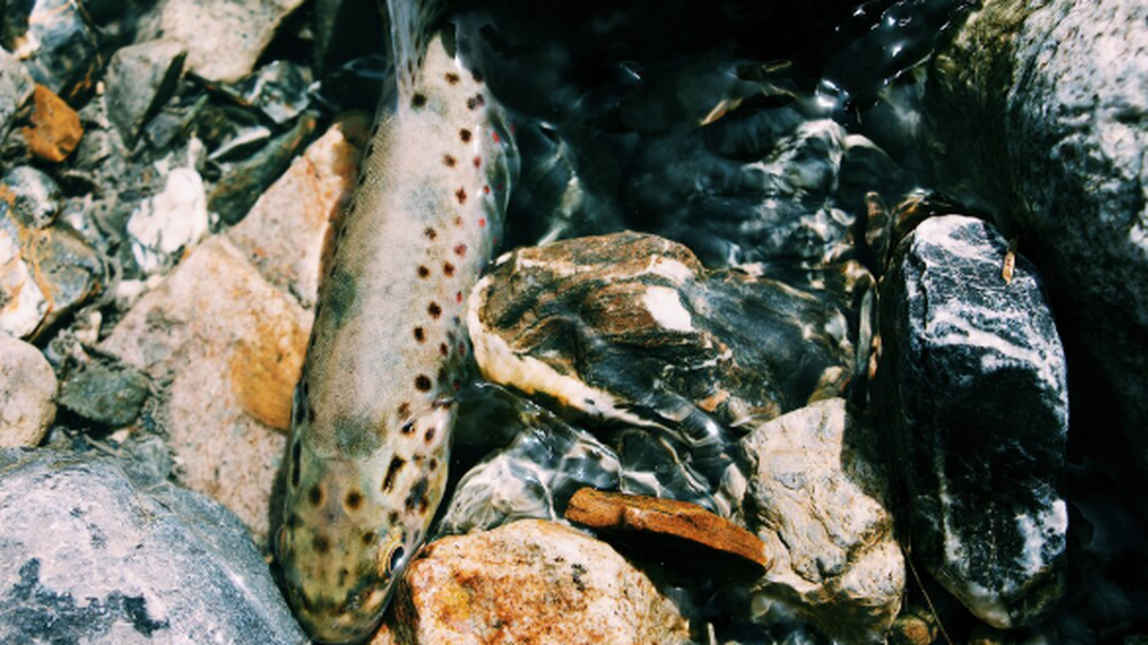 В Волжском районе Самарской области зафиксирова...