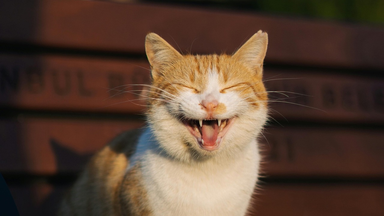 Хиты осени для самарских питомцев: от 185 до 2763 рублей, все ценовые сегменты В Самаре наблюдается настоящий бум продаж товар...