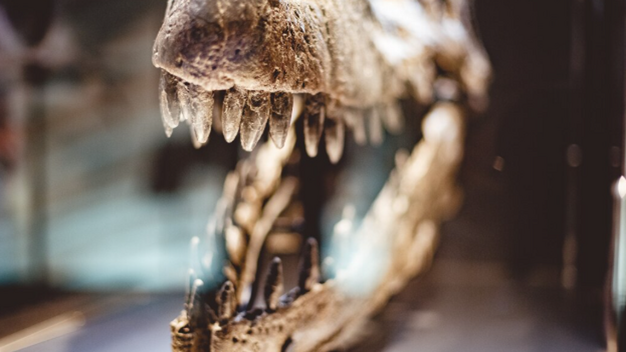 Учёные обнаружили на Калимантане 50-тысячилетний зуб не Homo sapiens В индонезийской пещере Трейдерс археологи нашли...