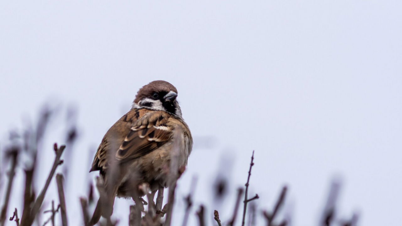 Стало известно, сколько домовых и полевых воробьев насчитали в Самарской области В Самарской области насчитано 5 887 воробьев. П...