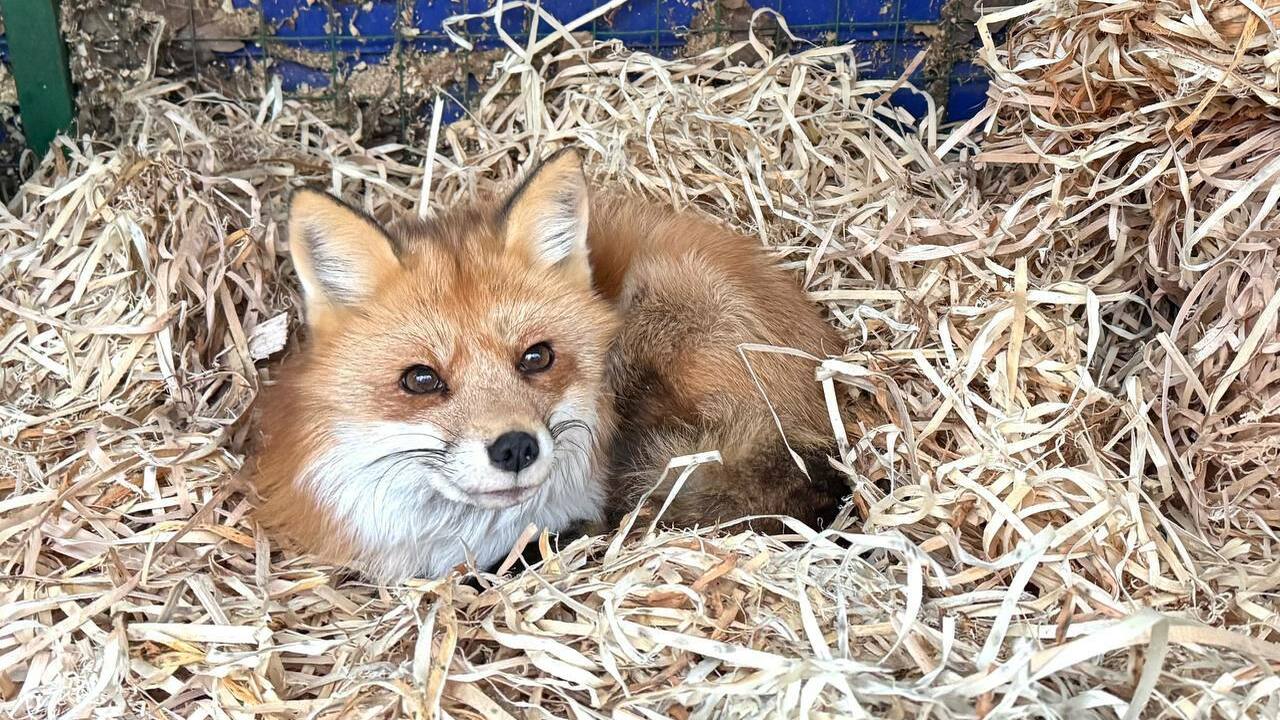 В Шенталинском районе лисичка Окси одобрила всеми лапками подстилку от лесников Подстилки из стружки используются и в местном к...