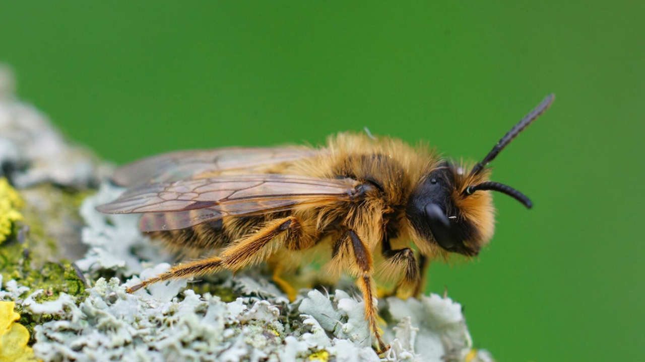Биологи рассказали, как личинка осы «ставит на паузу» старость Ученые показали, что личинки ос-наездников спос...