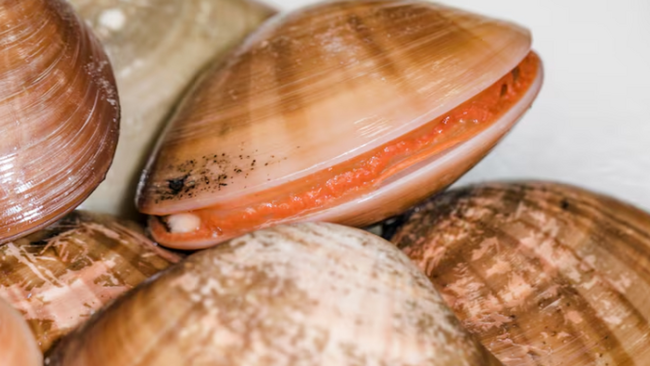 Новый юрский моллюск из Сибири уточнил миграции Lopatinia и «холодные коридоры» ИНГГ СО РАН объявил о выделении нового вида Lop...