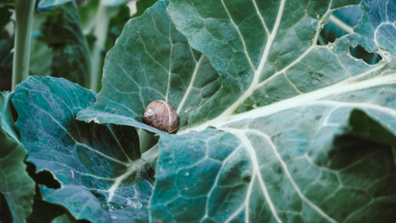 Зола смывается дождём, пивные ловушки работают ...